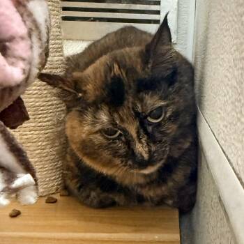 Greece -  Domestic Short Hair Cat Available for Adoption in Murray, Utah - Greece | PetCurious