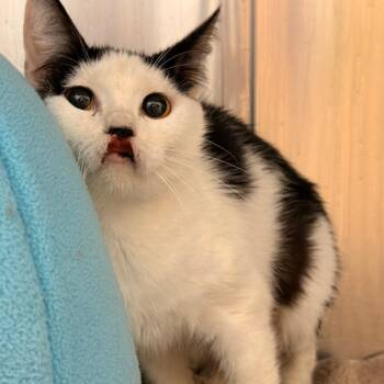 Domestic Short Hair Cats Available for Adoption in Philadelphia, Pennsylvania - Beebop | PetCurious