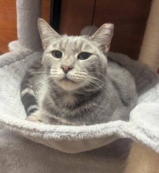Tabby Cats Available for Adoption in Greenville, Delaware - Mac (FCID# 04/06/2026 - 68 Millsboro PS) C | PetCurious