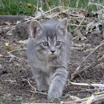Domestic Short Hair Cats Available for Adoption in Rochester, Minnesota - Sprinkles | PetCurious