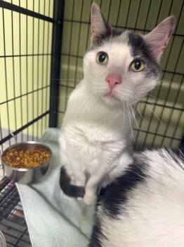 Domestic Short Hair Cats Available for Adoption in Auburn, Indiana - M