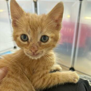 Carrot -  Domestic Short Hair Cat Available for Adoption in Las Cruces, New Mexico - Carrot | PetCurious