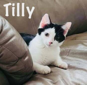 Rescue Domestic Short Hair Cats for Adoption in Saint Clair, Michigan - Tilly & Pip | PetCurious