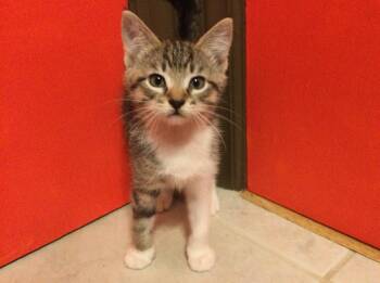 Shirley -  Domestic Short Hair Cat for Adoption in Raleigh, North Carolina - Shirley | PetCurious