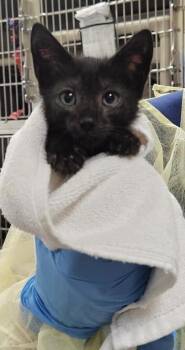 Miraidon -  Domestic Short Hair Cat for Adoption in Vancouver, Washington - Miraidon | PetCurious