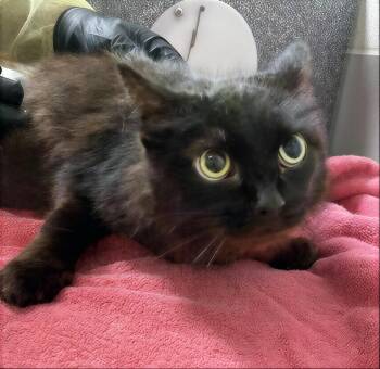Sissy -  Domestic Short Hair Cat for Adoption in Nashville, Tennessee - Sissy | PetCurious