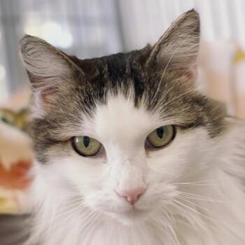 Macy -  Domestic Long Hair Cat for Adoption in Goleta, California - Macy | PetCurious