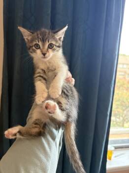 Rescue Domestic Short Hair Cats for Adoption in Virginia Beach, Virginia - Italia '25 | PetCurious