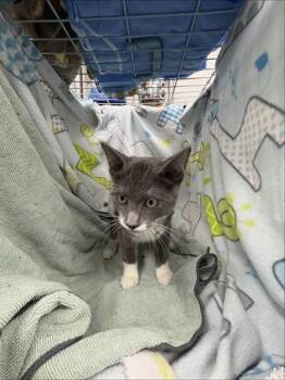 Domestic Short Hair Cats Available for Adoption in Gainesville, Florida - Brodie | PetCurious