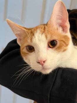 Domestic Short Hair Cats Available for Adoption in St. Helens, Oregon - Nacho | PetCurious