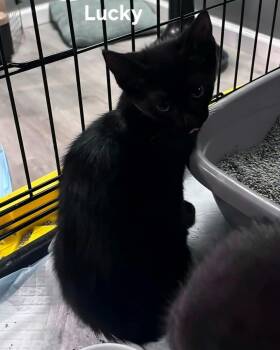 Lucky -  Domestic Medium Hair Cat for Adoption in Chicopee, Massachusetts - Lucky | PetCurious