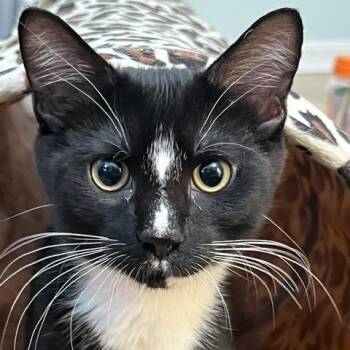 Rescue Domestic Short Hair Cats for Adoption in Calverton, Maryland - Scorch | PetCurious