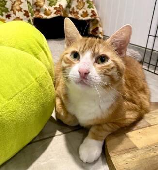 Rescue Domestic Short Hair Cats for Adoption in Lafayette Township, New Jersey - Leo | PetCurious