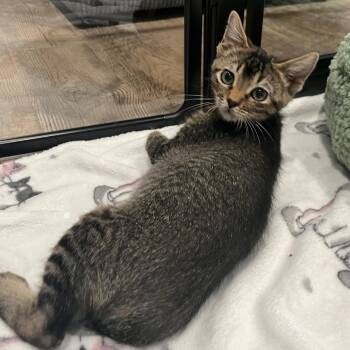 Vonnie Plump -  Domestic Short Hair Cat for Adoption in Morrison, Colorado - Vonnie Plump | PetCurious