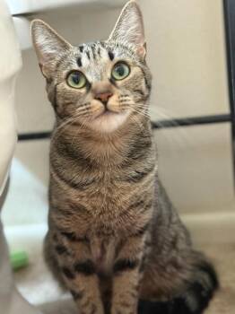 Rescue Domestic Short Hair Cats for Adoption in Chandler, Arizona - Moochie | PetCurious