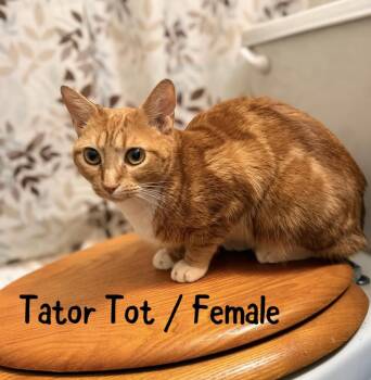 Domestic Short Hair Cats Available for Adoption - Tator Tot | PetCurious