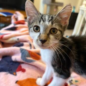 Neufchatel -  Domestic Short Hair Cat for Adoption in Philadelphia, Pennsylvania - Neufchatel | PetCurious