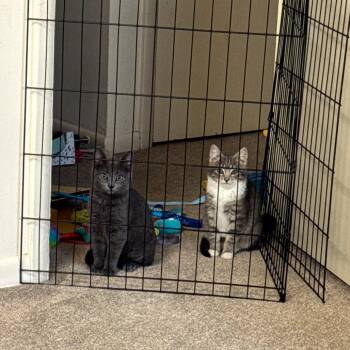 Domestic Short Hair Cats Available for Adoption in York, Pennsylvania - Tinku | PetCurious