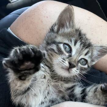 Fire Stick 27 -  Domestic Short Hair Cat for Adoption in Austin, Texas - Fire Stick 27 | PetCurious
