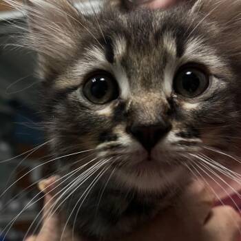 Crosby -  Domestic Medium Hair Cat for Adoption in Lenexa, Kansas - Crosby | PetCurious