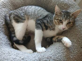 Rescue Domestic Short Hair Cats for Adoption in Edmond, Oklahoma - Perla | PetCurious