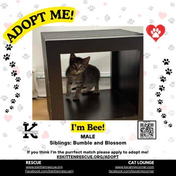 Bee -  Domestic Short Hair Cat for Adoption in OSBORNVILLE, New Jersey - Bee | PetCurious