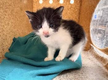 MELL -  Domestic Short Hair Cat for Adoption in Riverside, California - MELL | PetCurious