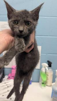 Soka -  Domestic Short Hair Cat for Adoption in Evansville, Indiana - Soka | PetCurious