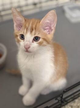 Rescue Tabby Cats for Adoption in Los Angeles, California - Jemmie (M) | PetCurious