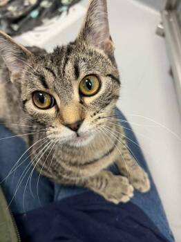 Velma -  Domestic Short Hair Cat for Adoption in New Kensington, Pennsylvania - Velma | PetCurious