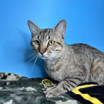 Timmy -  Domestic Short Hair Cat for Adoption in San Antonio, Texas - Timmy | PetCurious