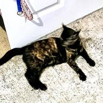 American Shorthair and Domestic Short Hair Cats Available for Adoption in Mission Viejo, California - Shelby | PetCurious