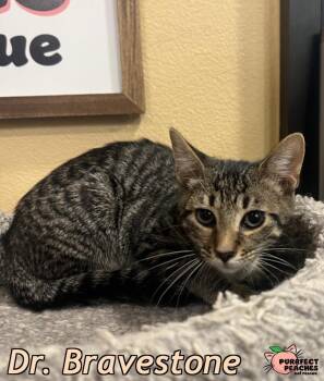 Rescue Domestic Short Hair Cats for Adoption in Douglasville, Georgia - Dr. Bravestone | PetCurious