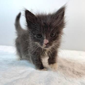 Koala -  Domestic Long Hair Cat for Adoption in Johnson City, Tennessee - Koala | PetCurious