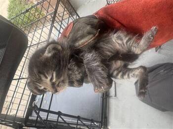 FRODO -  Domestic Short Hair Cat for Adoption in Houston, Texas - FRODO | PetCurious