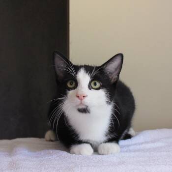 Moon PIe -  Domestic Short Hair Cat for Adoption in Wayne, New Jersey - Moon PIe | PetCurious