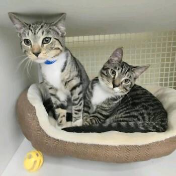 Percy -  Domestic Short Hair Cat for Adoption in Buffalo, New York - Percy | PetCurious