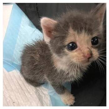 Alice -  Domestic Short Hair Cat for Adoption in Los Angeles, California - Alice | PetCurious