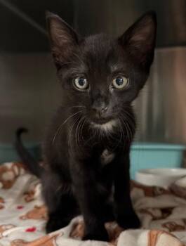 Lyft -  Domestic Short Hair Cat for Adoption in Ocala, Florida - Lyft | PetCurious