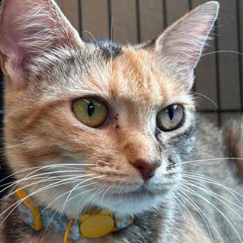 Josephine -  Domestic Short Hair Cat for Adoption in Huntington, West Virginia - Josephine | PetCurious
