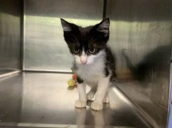 EVIL SELESTER -  Domestic Short Hair Cat for Adoption in Grand Prairie, Texas - EVIL SELESTER | PetCurious