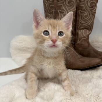 Willie Nelson -  Domestic Short Hair Cat for Adoption in Chicago, Illinois - Willie Nelson | PetCurious