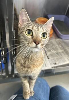 Domestic Short Hair Cats Available for Adoption in Corpus Christi, Texas - PEGGY | PetCurious