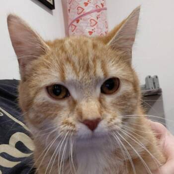 Domestic Short Hair Cats Available for Adoption - Tigger 2 | PetCurious