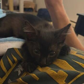 Feather -  Domestic Short Hair Cat for Adoption in Buffalo, Minnesota - Feather | PetCurious