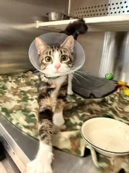 Mai Mai -  Domestic Short Hair Cat for Adoption in Fayetteville, Arkansas - Mai Mai | PetCurious