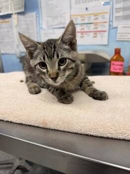 Prosecutor -  Domestic Short Hair Cat for Adoption in Roseville, California - Prosecutor | PetCurious