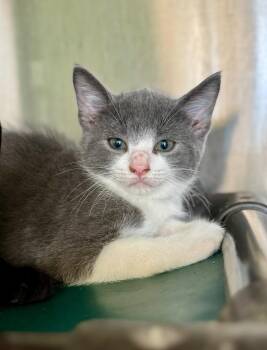 Sam -  Domestic Short Hair Cat for Adoption in Danielsville, Georgia - Sam | PetCurious