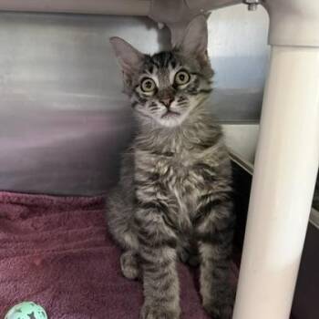 Cassava -  Domestic Medium Hair Cat for Adoption in Honesdale, Pennsylvania - Cassava | PetCurious