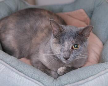 Karen -  Domestic Short Hair Cat for Adoption in Boise, Idaho - Karen | PetCurious